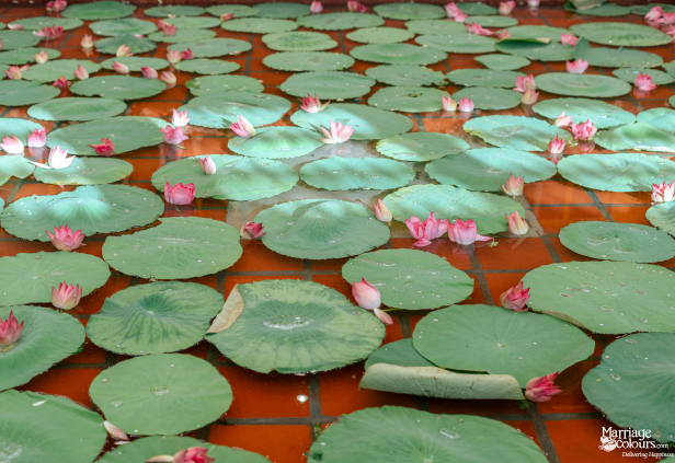 Close-up view of a pond surface covered in green lily pads and pink lotus flower buds.