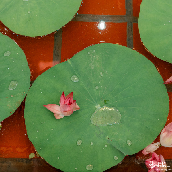 Close-up of a pink lotus flower and water droplets on a large green lily pad in a pond